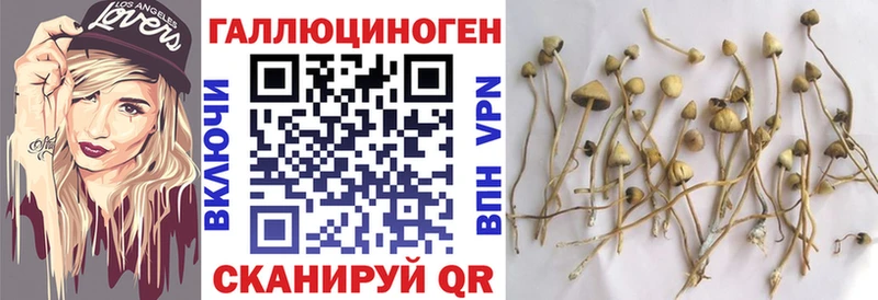 Галлюциногенные грибы Psilocybine cubensis  Высоцк 